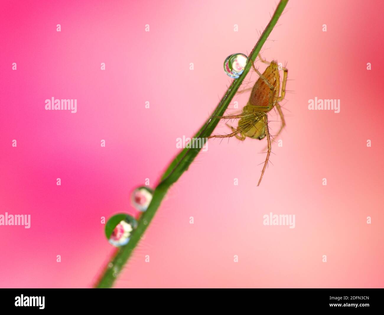A spider is hunting food Stock Photo Alamy