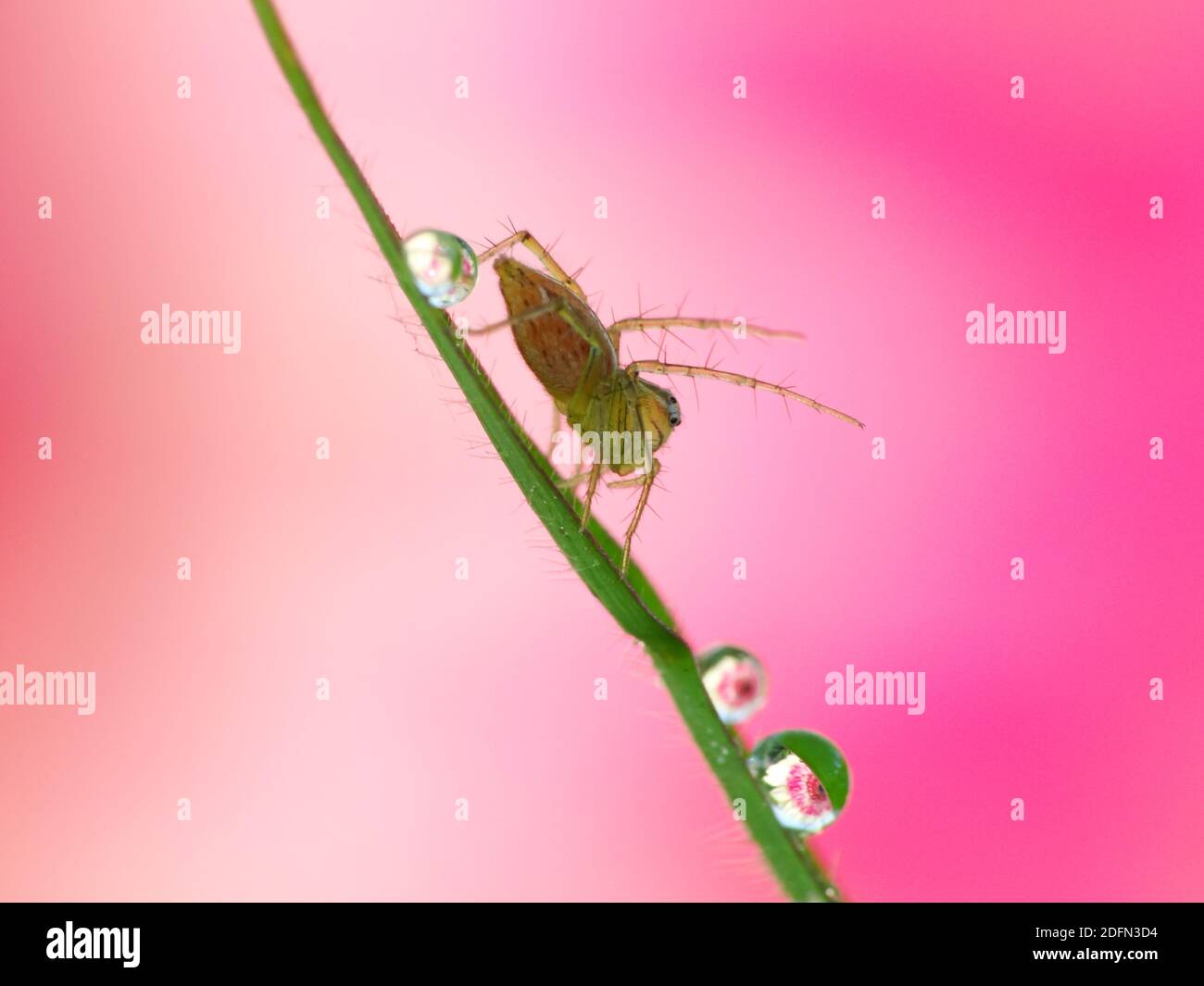A spider is hunting food Stock Photo Alamy