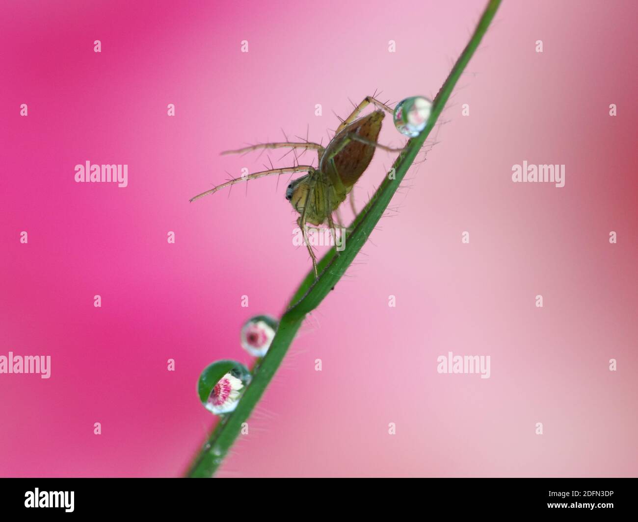 A spider is hunting food Stock Photo Alamy