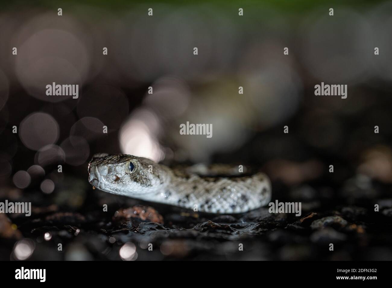Neonate Western Diamond-backed Rattlesnake on a road after a rain ...