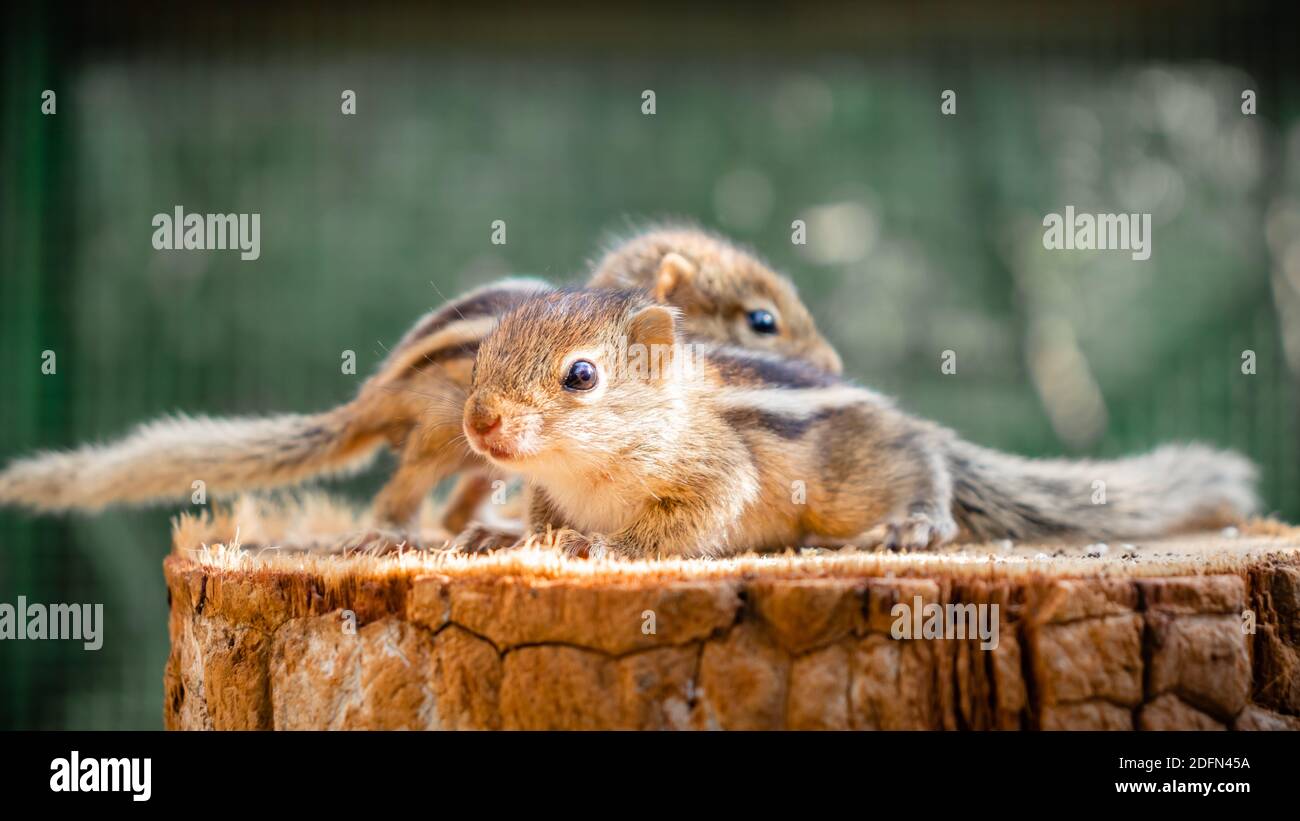 Cute abandoned Baby squirrels looking out for their mother Stock Photo