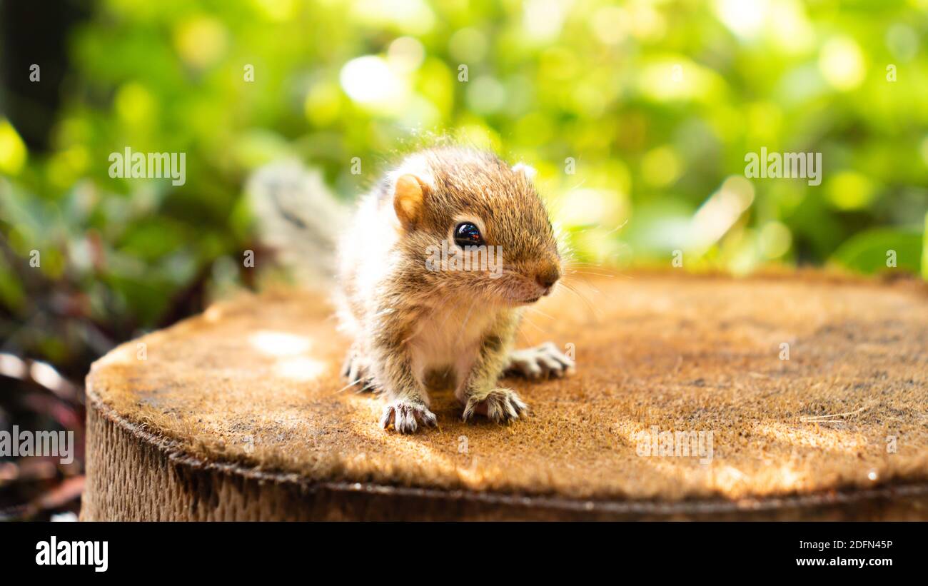 Cute abandoned Baby squirrel looking at camera Stock Photo