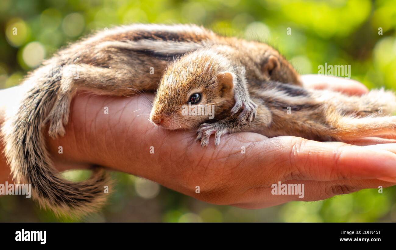 Cute small baby squirrels resting on girls hand, pet caring Stock Photo