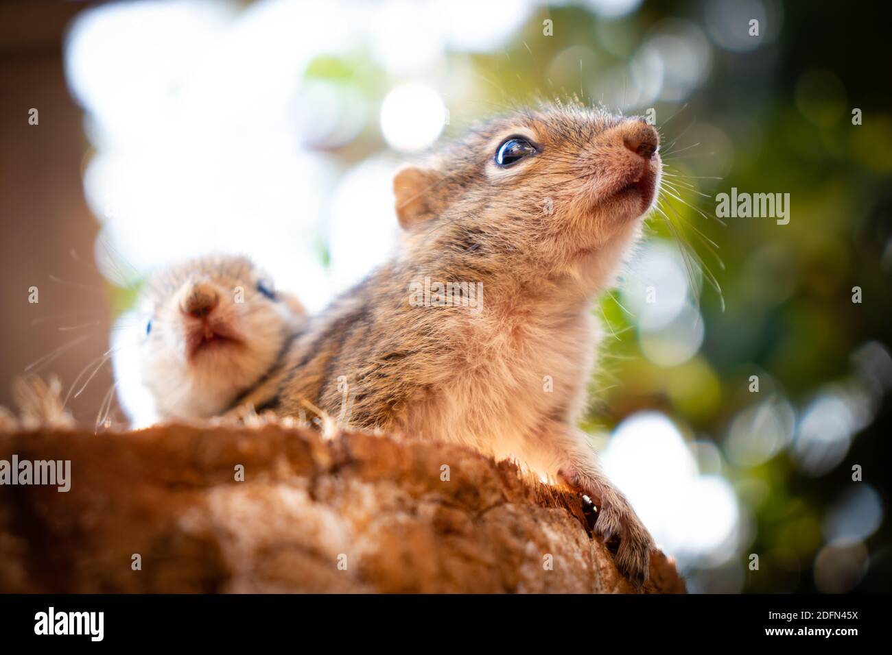 Abandoned cute baby squirrels looking out for their mother Stock Photo