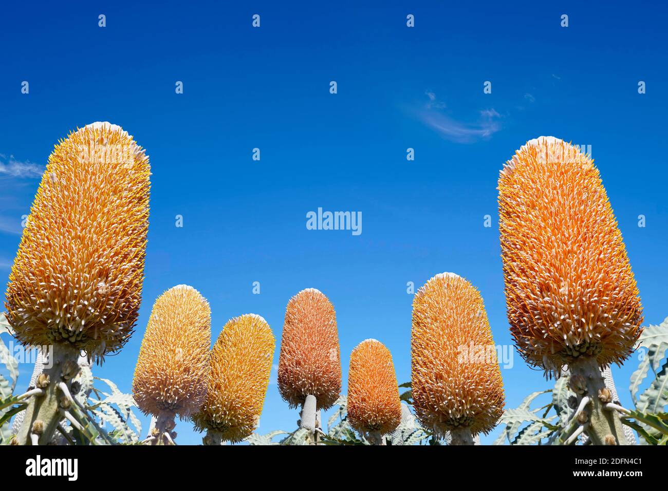 Banksia on the bottom of photo with lots of copy space. Blue sky background Stock Photo