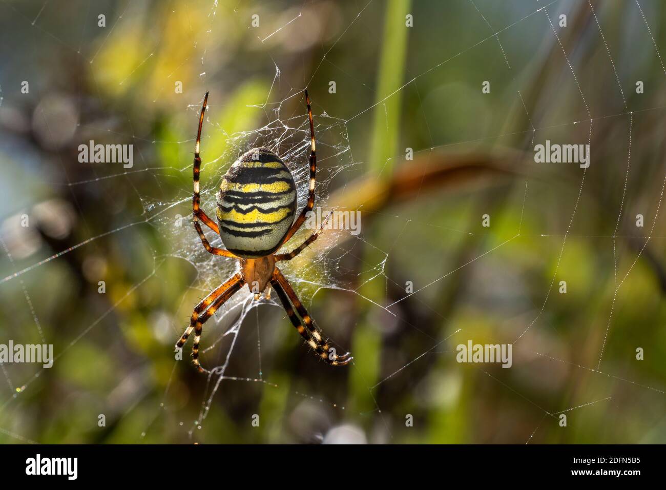 Zebraspinne High Resolution Stock Photography and Images - Alamy