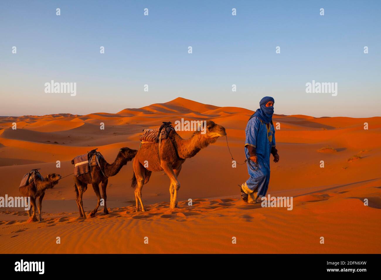 Camel driver and sand dunes, Sahara Desert, Merzouga, Morocco, North Africa, Africa Stock Photo