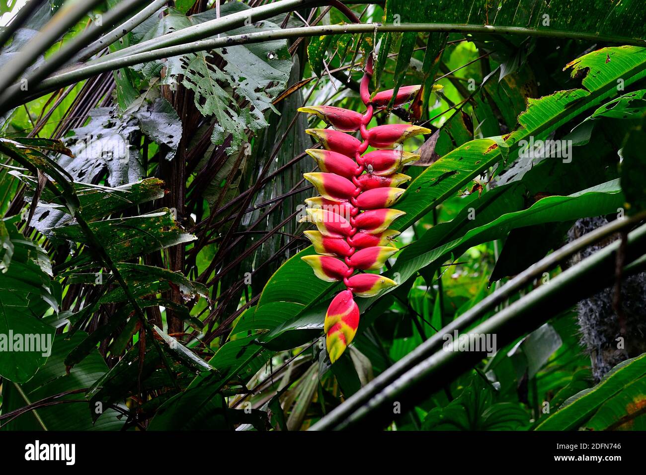 Hanging lobster-claw (Heliconia rostrata) in the rainforest, near Tena, Napo Province, Ecuador Stock Photo