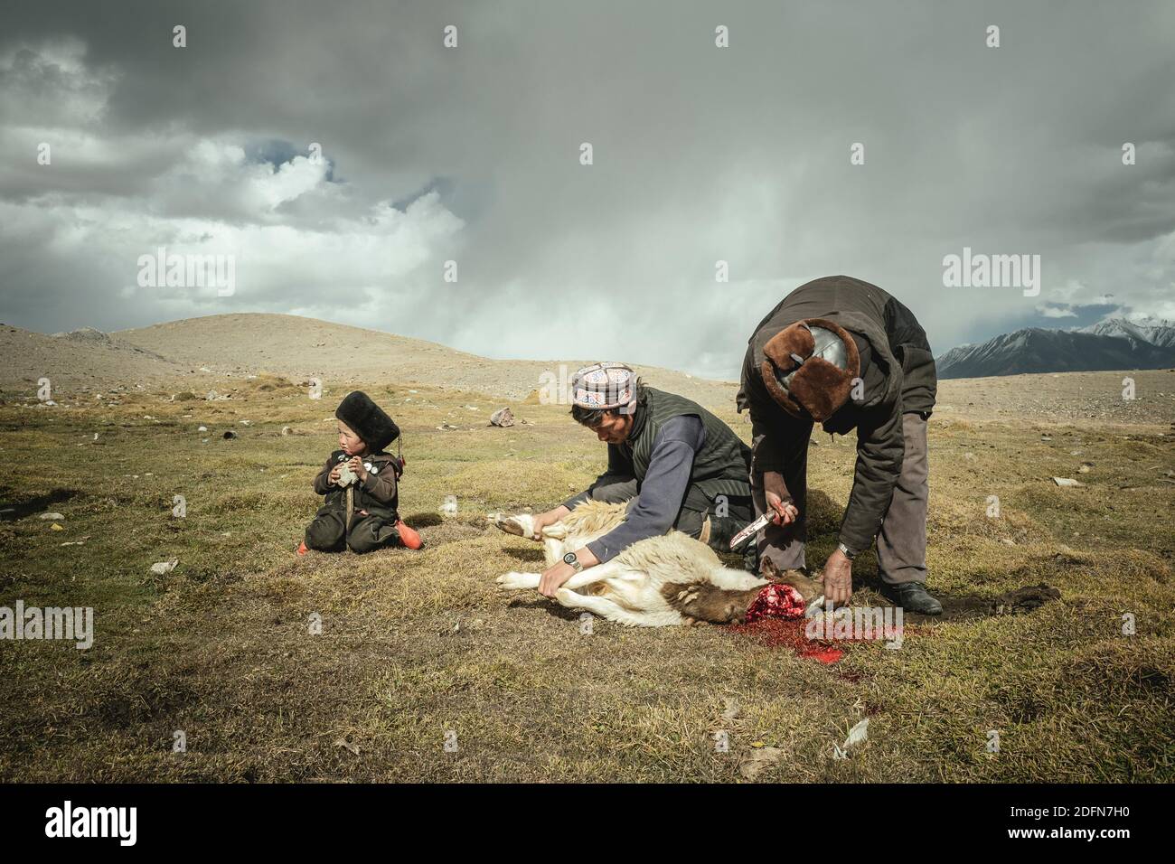 Two men and a boy slaughter a sheep, one of the men holds back the head of the animal to bleed it, Kyrgyz nomads, they s Khadz Goz, Wakhan Corridor Stock Photo