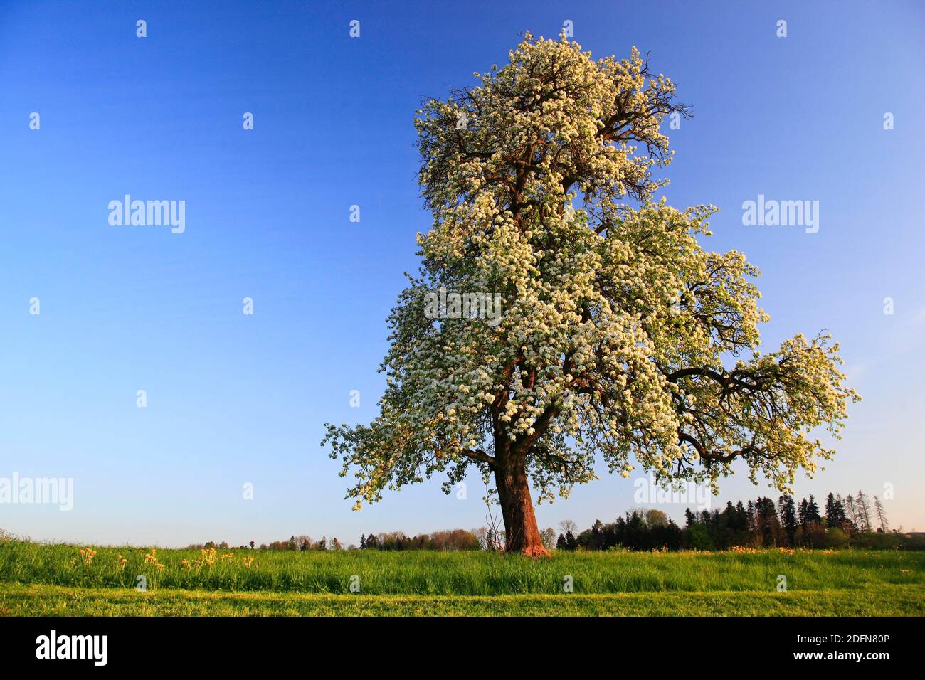 Pear tree in bloom ( Pyrus pyraster) , Pear tree, Switzerland Stock Photo