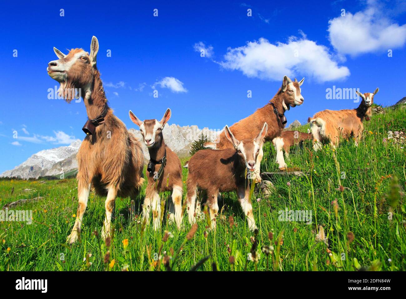 House goats on the alp, goat, goats, females and young animals, Alpstein massif, Appenzell, Switzerland Stock Photo