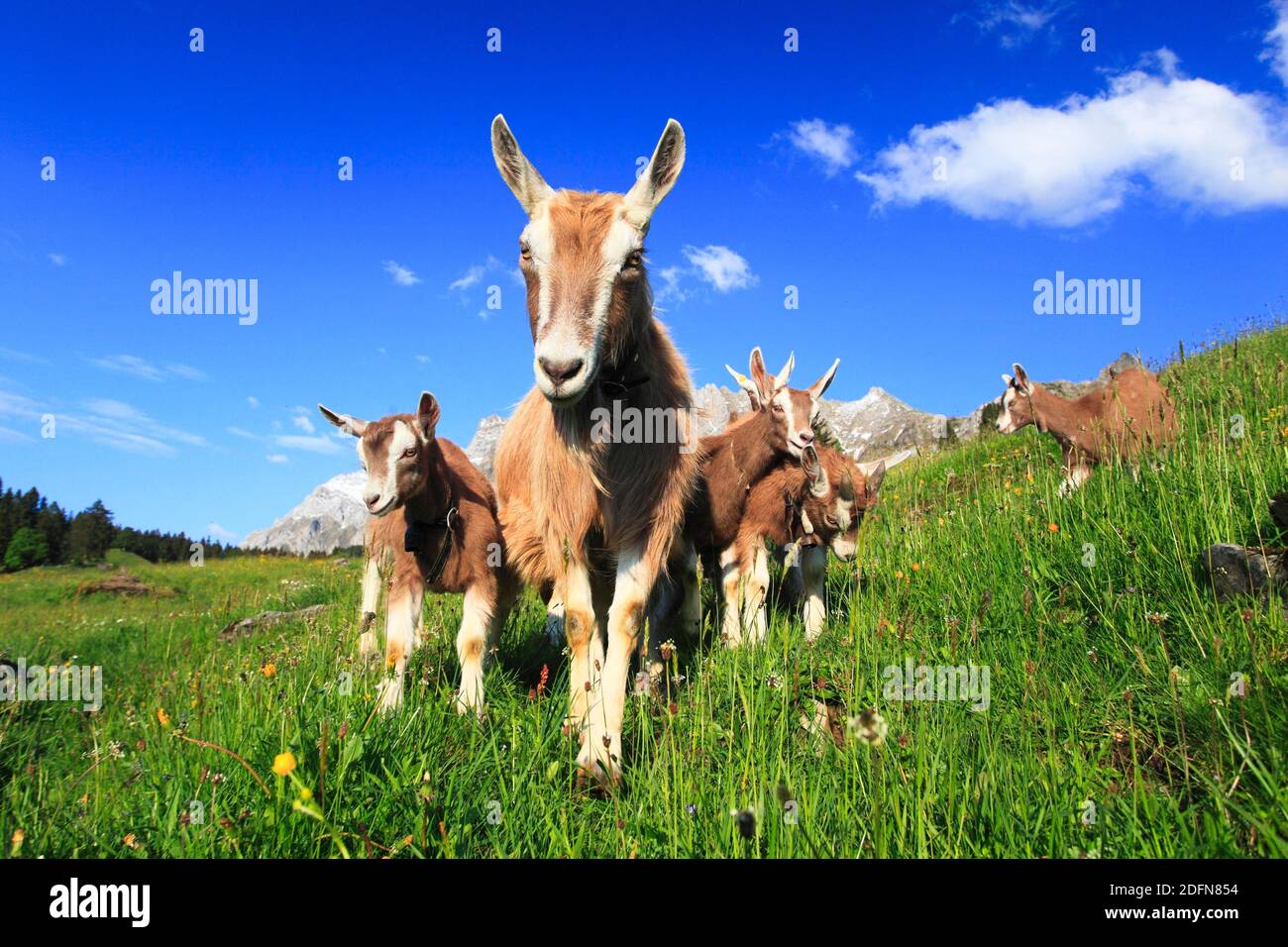 House goats on the alp, goat, goats, females and young animals