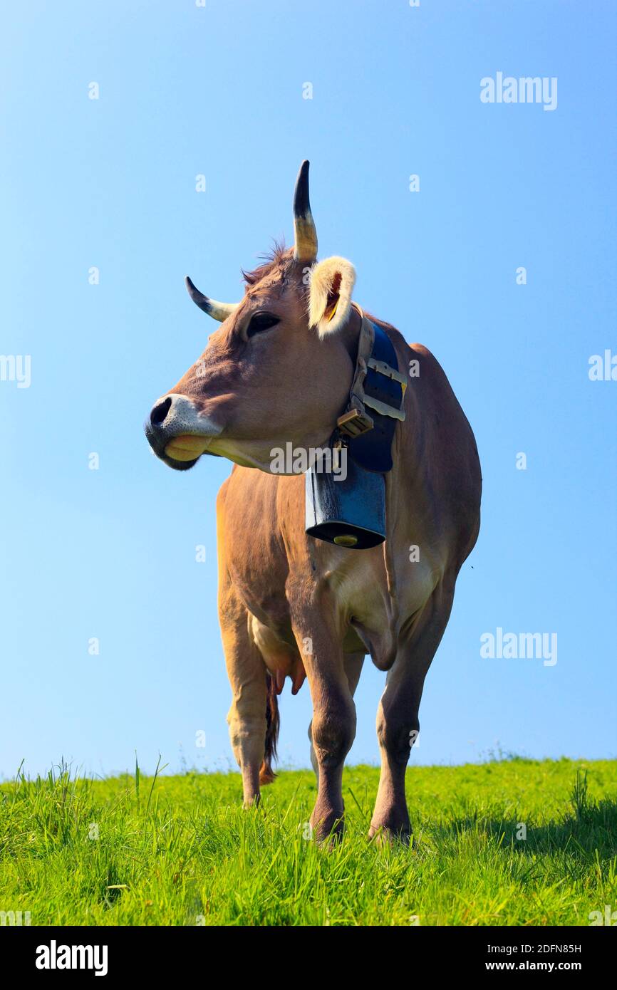 Brown Swiss cow, cows, with cowbell, Switzerland Stock Photo Alamy