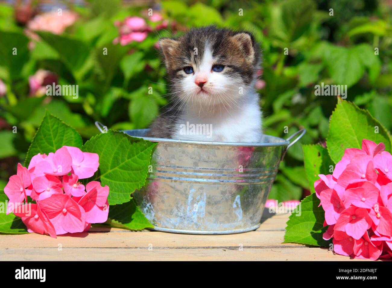 Snapshot of Housebreaking Kitten Three Months