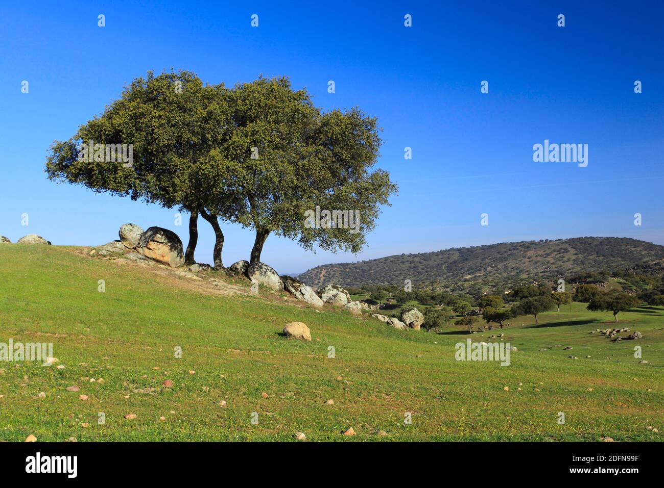 Cork oak, Quercus suber, Sierra de Andujar National Park, Andalusia