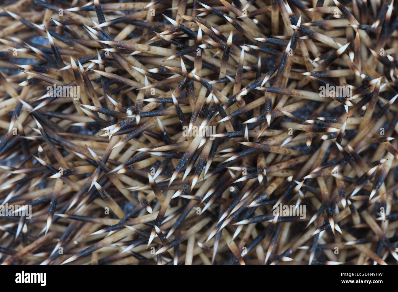 European hedgehog( Erinaceus europaeus) , spines, Switzerland, Stock Photo