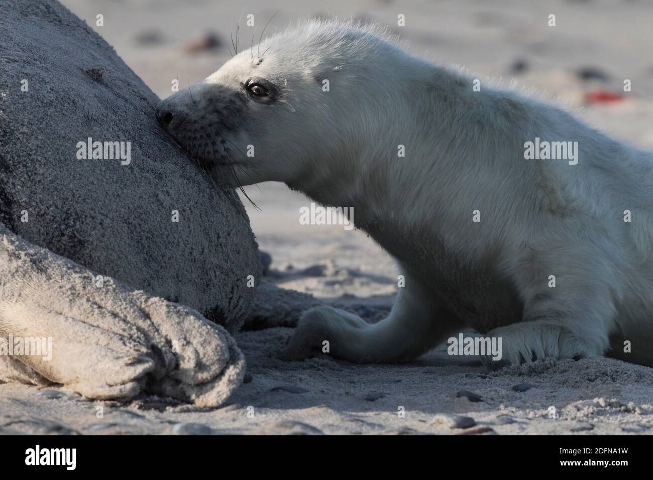 Grey seals, Dune Island Helgoland, Schleswig-Holstein, Germany Stock Photo