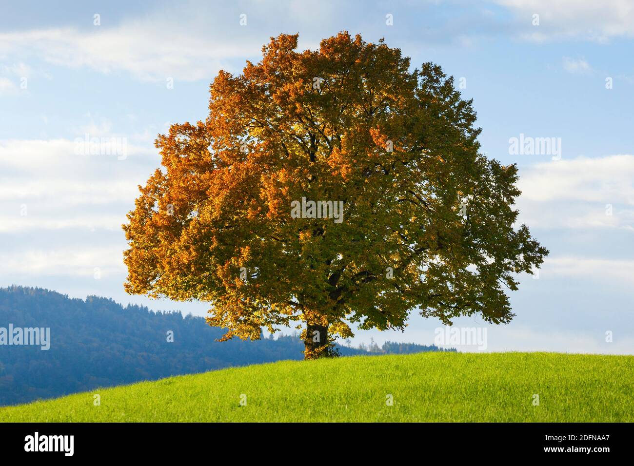 Lime tree, Zurich Oberland, Bern, Switzerland Stock Photo Alamy
