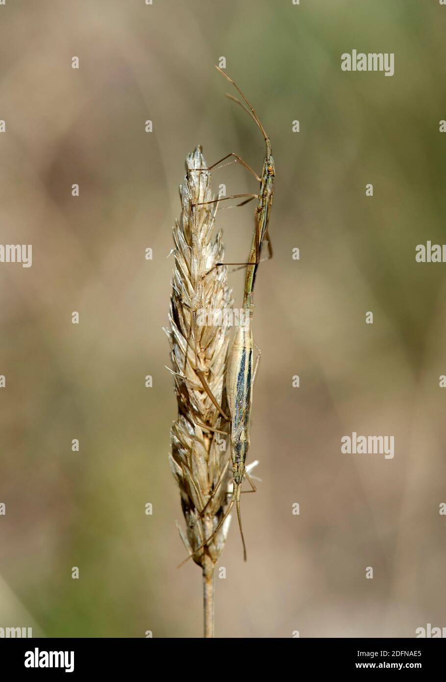 Italian tree cricket (Oecanthus pellucens) in camouflage during mating, Valais, Switzerland Stock Photo