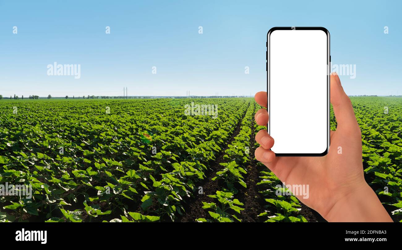 Hand with smartphone on a background of agricultural field. White screen, you can add your content here Stock Photo