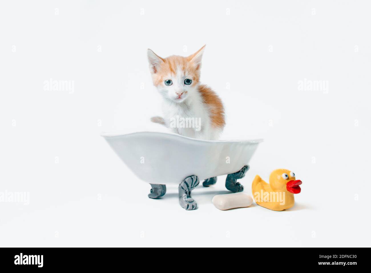 grooming red and white kitten sits in a toy bathtub next to a bar of soap and a yellow rubber duckie Stock Photo