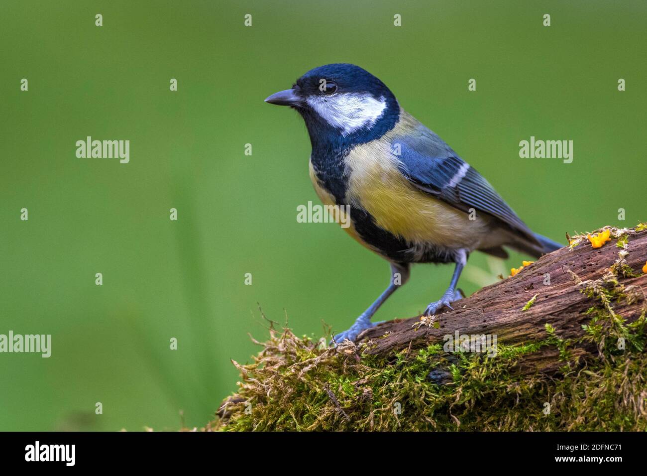 Kohlmeise (parus major) Stock Photo