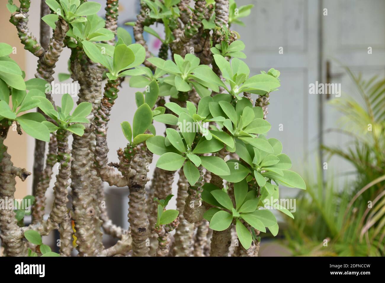 Euphorbia neriifolia with green and clean leaves Stock Photo