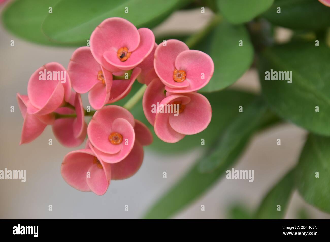 beautiful pink flower of Euphorbia Milii Stock Photo
