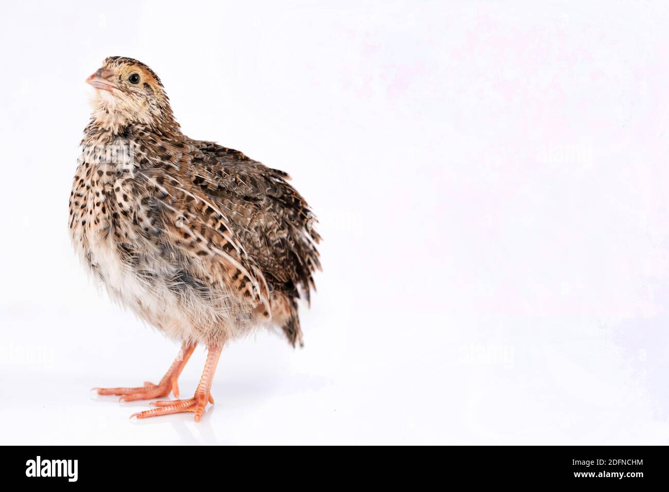 Young quail isolated on white background Stock Photo Alamy