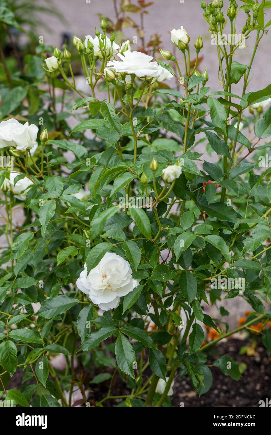 'Schneewittchen, Iceberg, Korbin, Fée des Neiges' Floribunda Rose ...