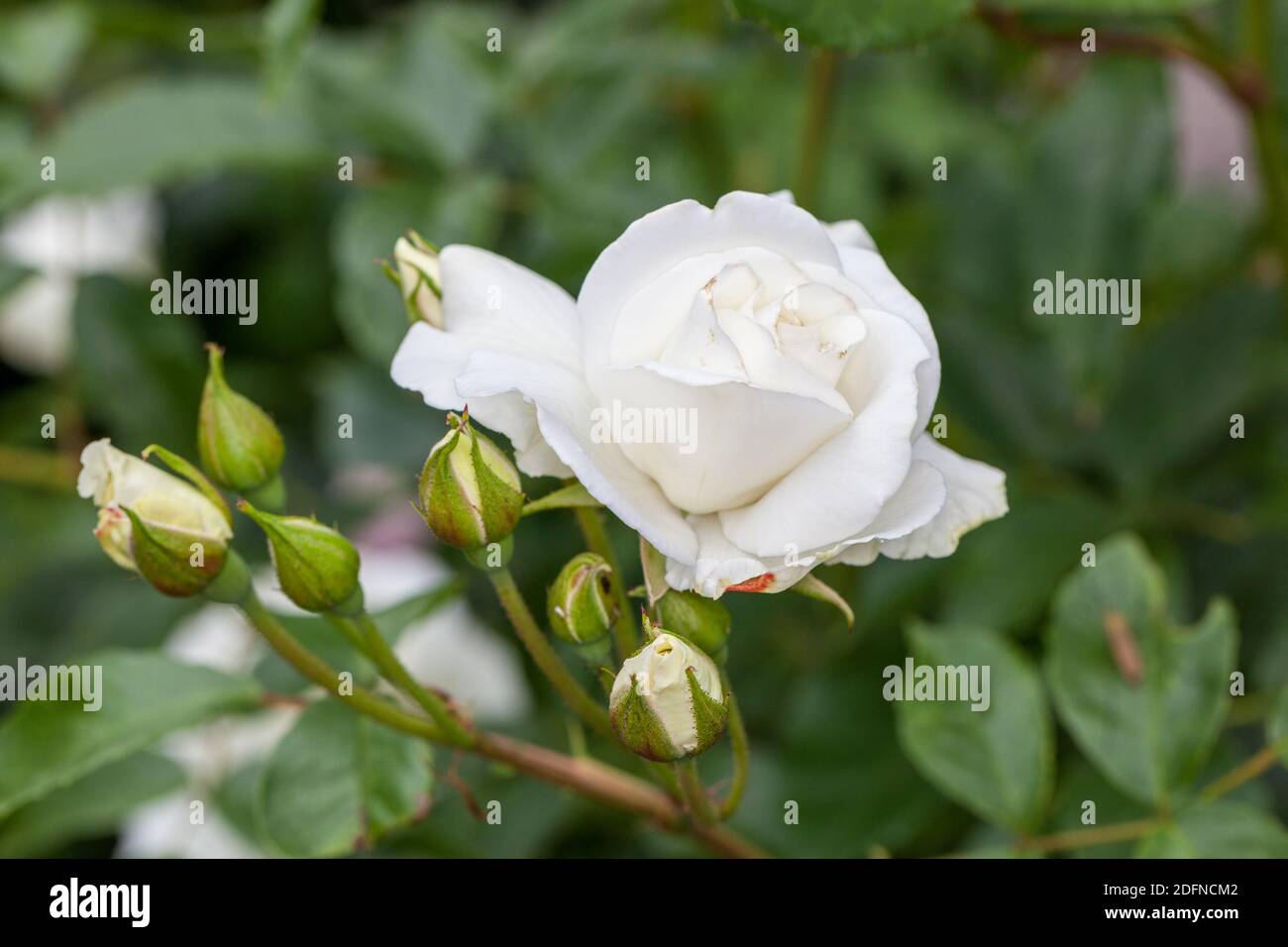 'Schneewittchen, Iceberg, Korbin, Fée des Neiges' Floribunda Rose ...
