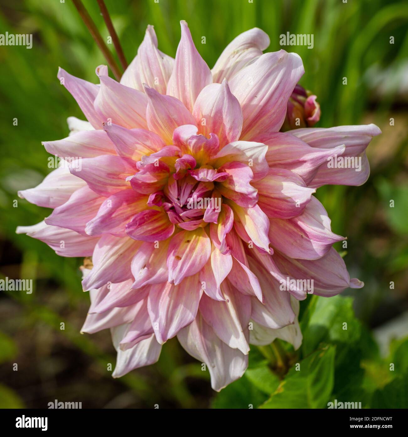 Ottos thrill dinner plate dahlia hi-res stock photography and images ...