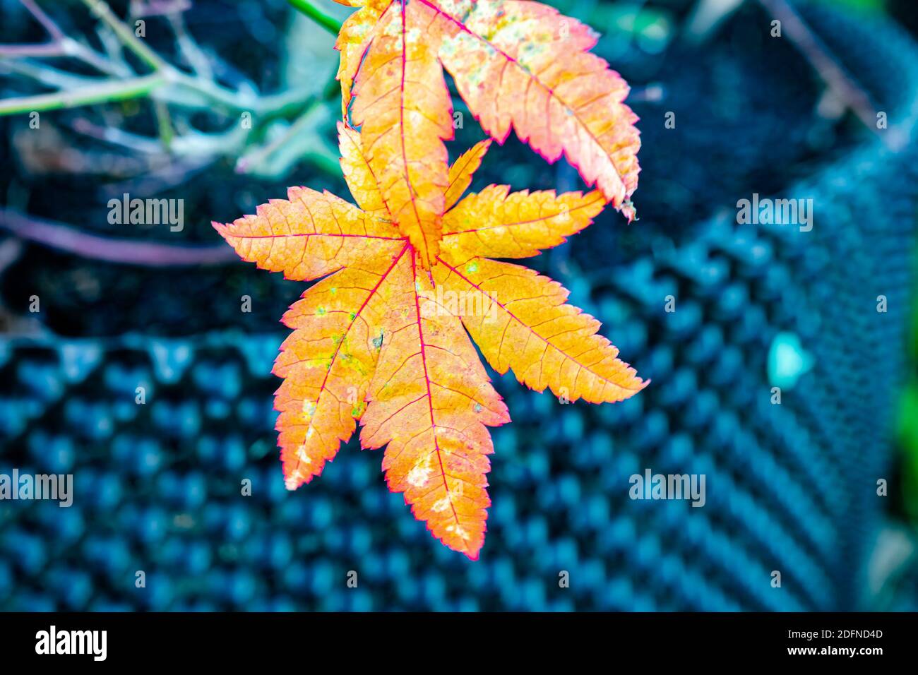 Beautiful orange colored Maple leaf (Acer palmatum), isolated against blue background Stock Photo