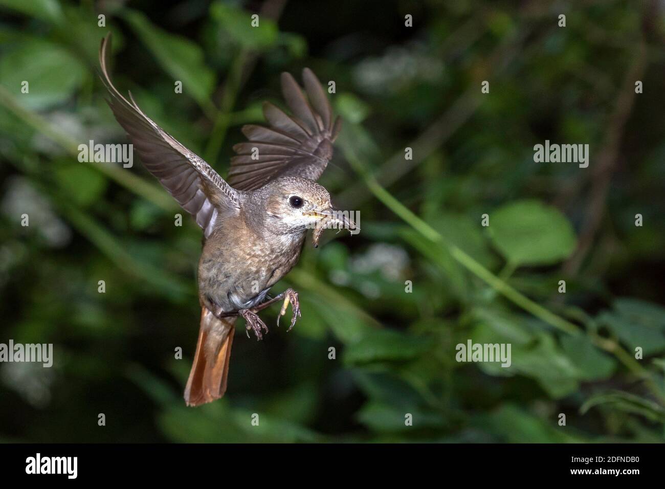 Gartenrotschwanz (Phoenicurus phoenicurus) Weibchen Stock Photo