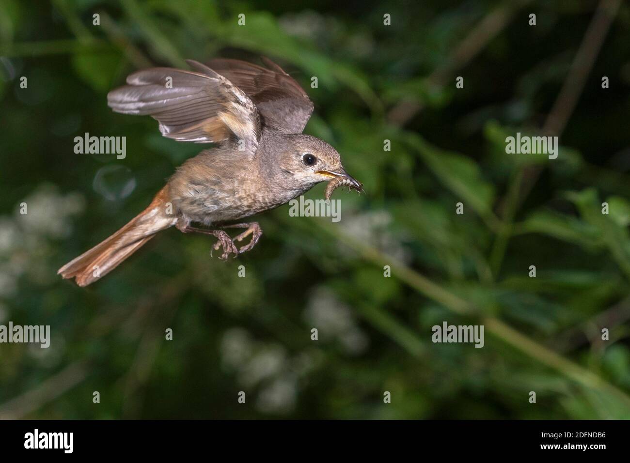 Gartenrotschwanz (Phoenicurus phoenicurus) Weibchen Stock Photo