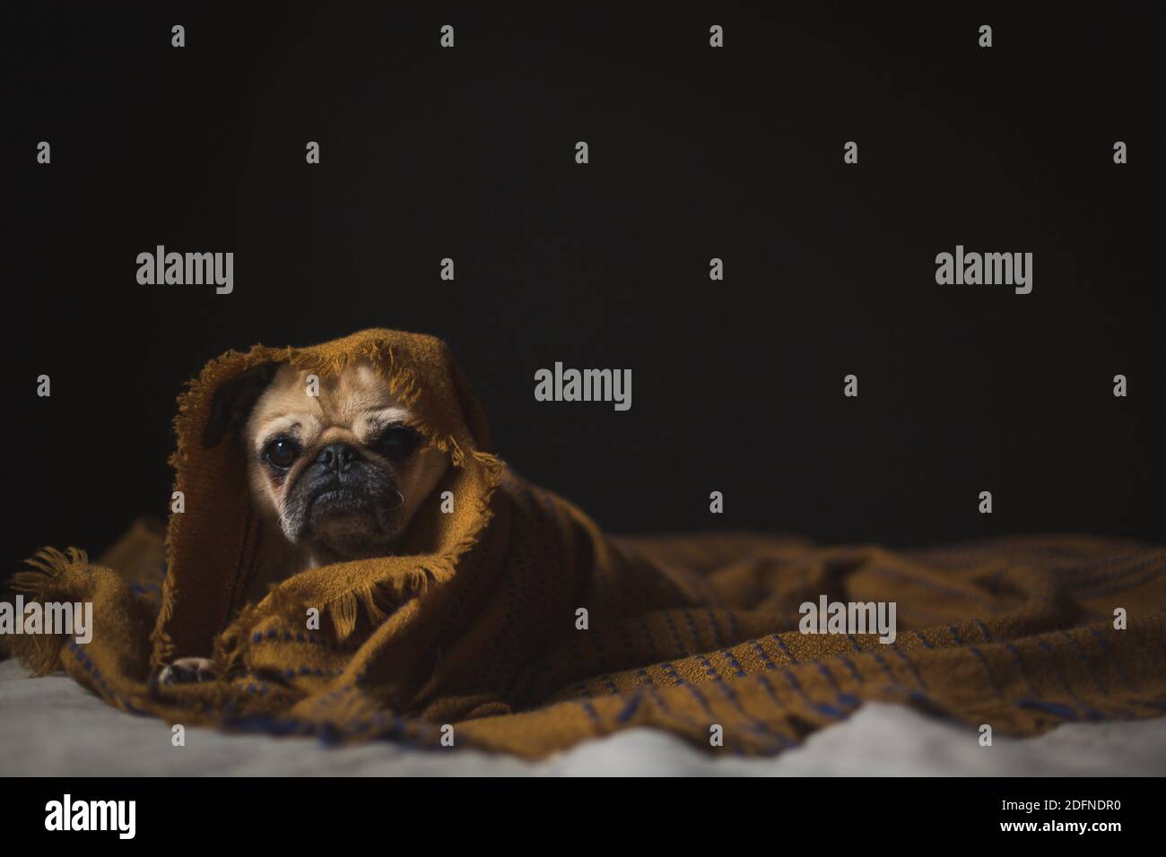 dog wrapped in blanket Stock Photo Alamy