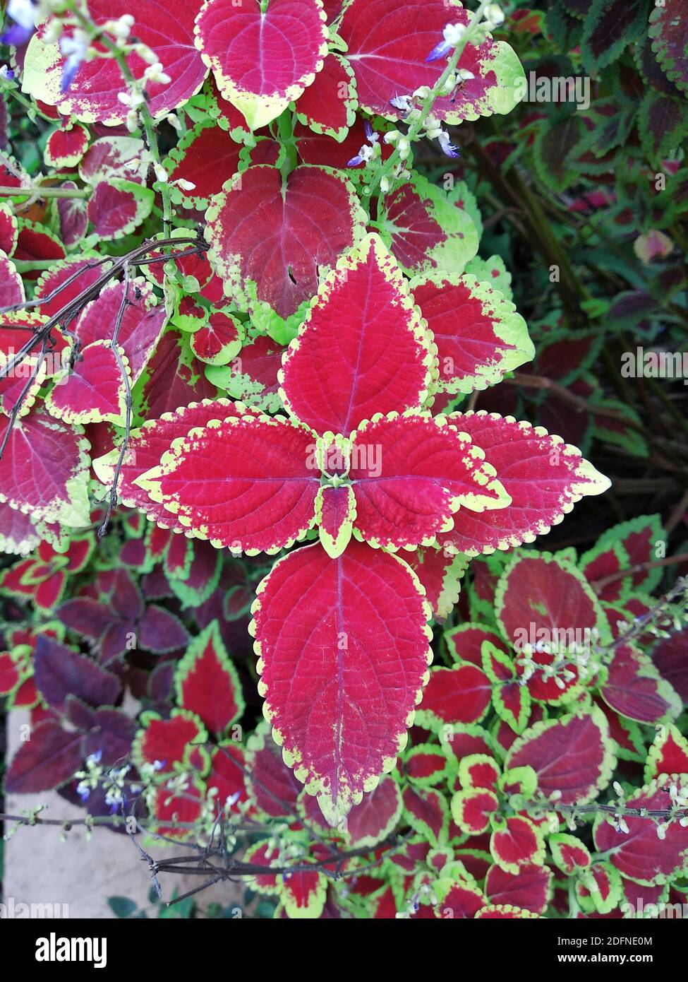 care of Plectranthus scutellarioides plant and leaves Stock Photo