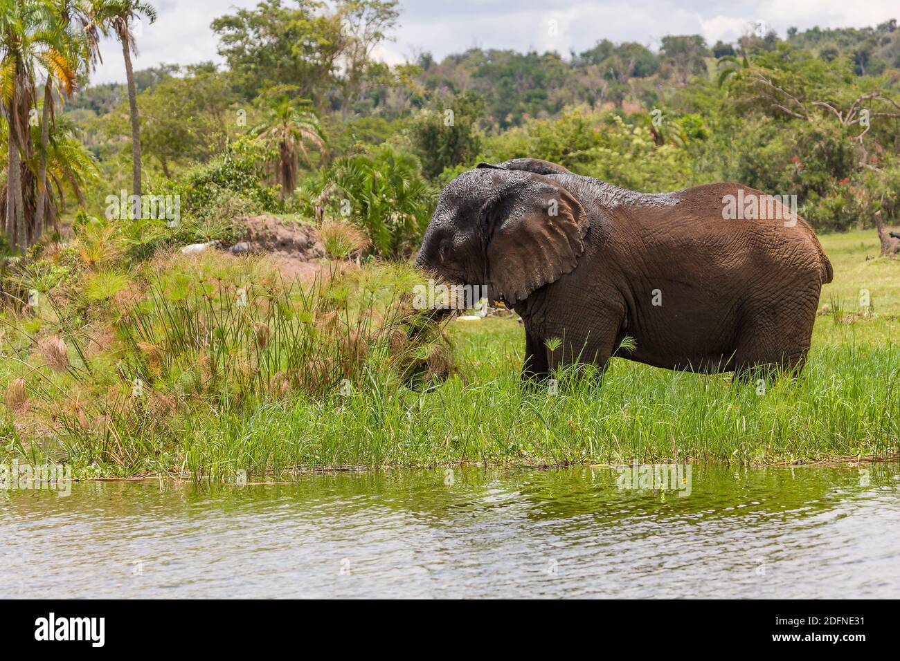 Old Elephant Bull munching shoreline grass at Lake Akagera aka Lake Hago, East Rwanda, Africa Stock Photo