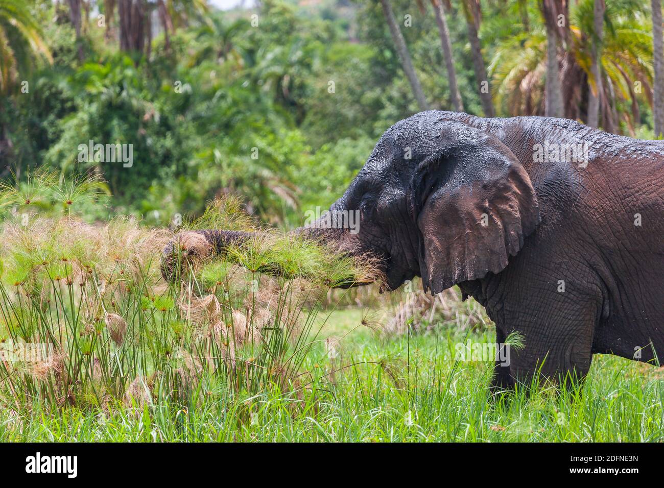 Old Elephant Bull munching shoreline grass at Lake Akagera aka Lake Hago, East Rwanda, Africa Stock Photo
