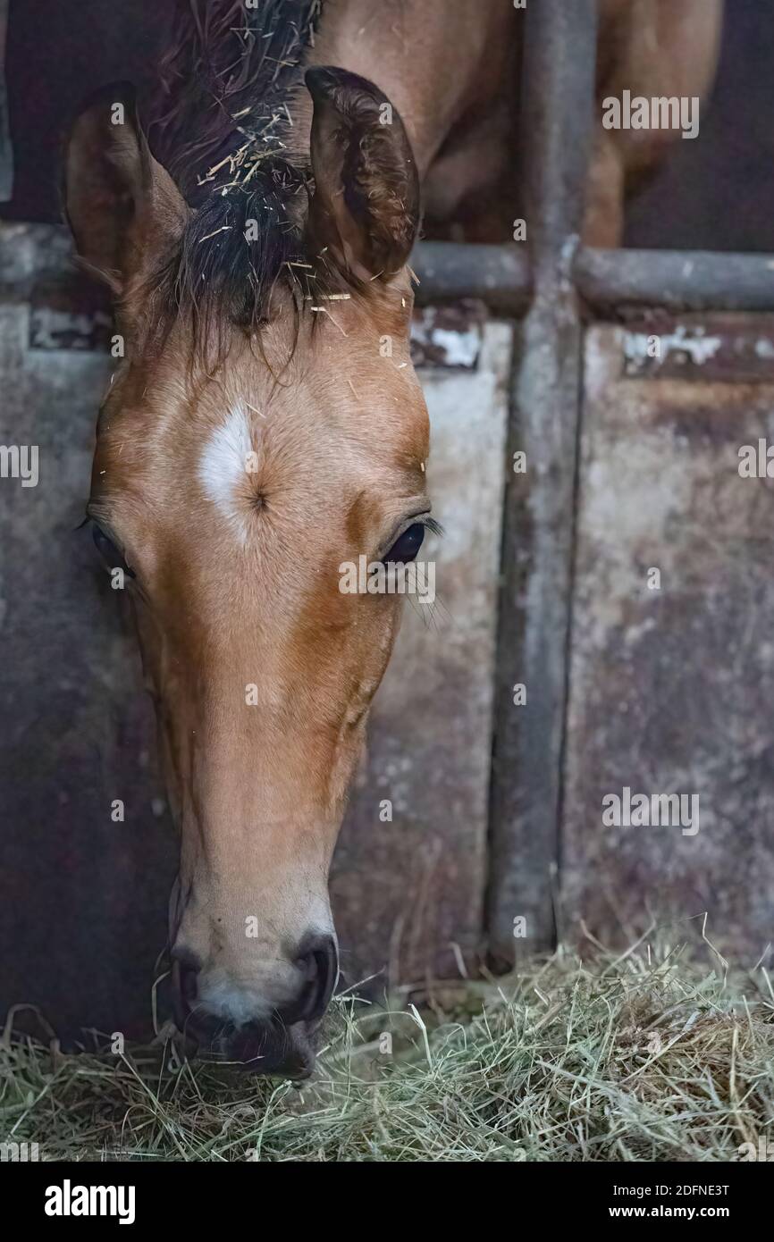 Portrait of buckskin foal, the horse stands in a dark stable, head between bars Stock Photo Alamy