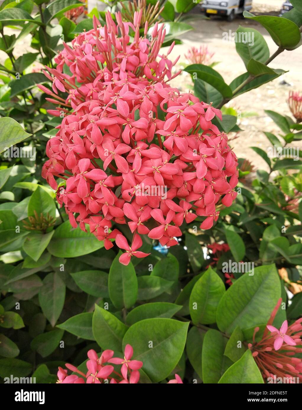 pink  colored chinese  ixora in the garden Stock Photo