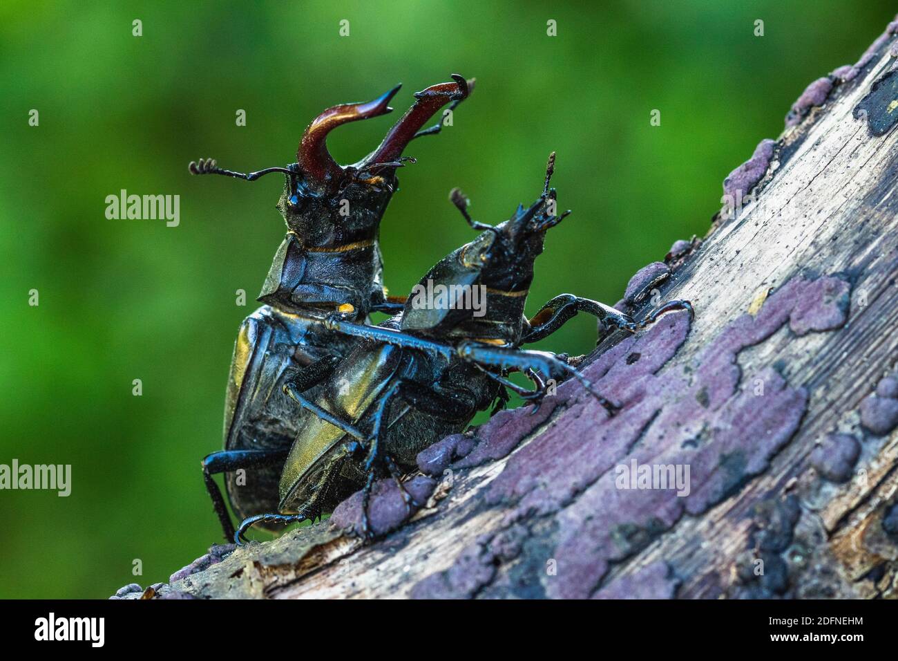 Hirschkäfer (Lucanus cervus) Paarung Stock Photo