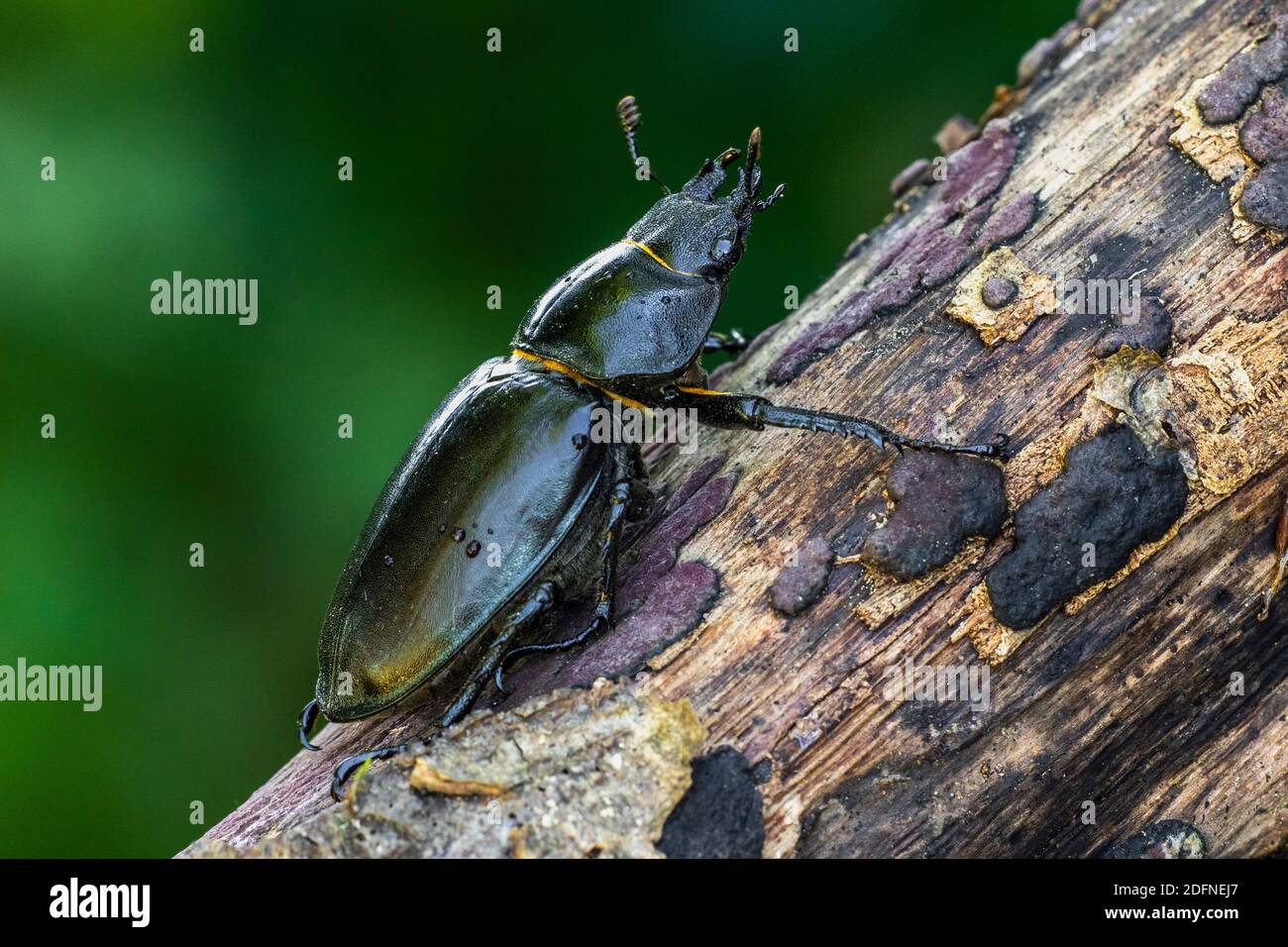 Hirschkäfer (Lucanus cervus) Weibchen Stock Photo