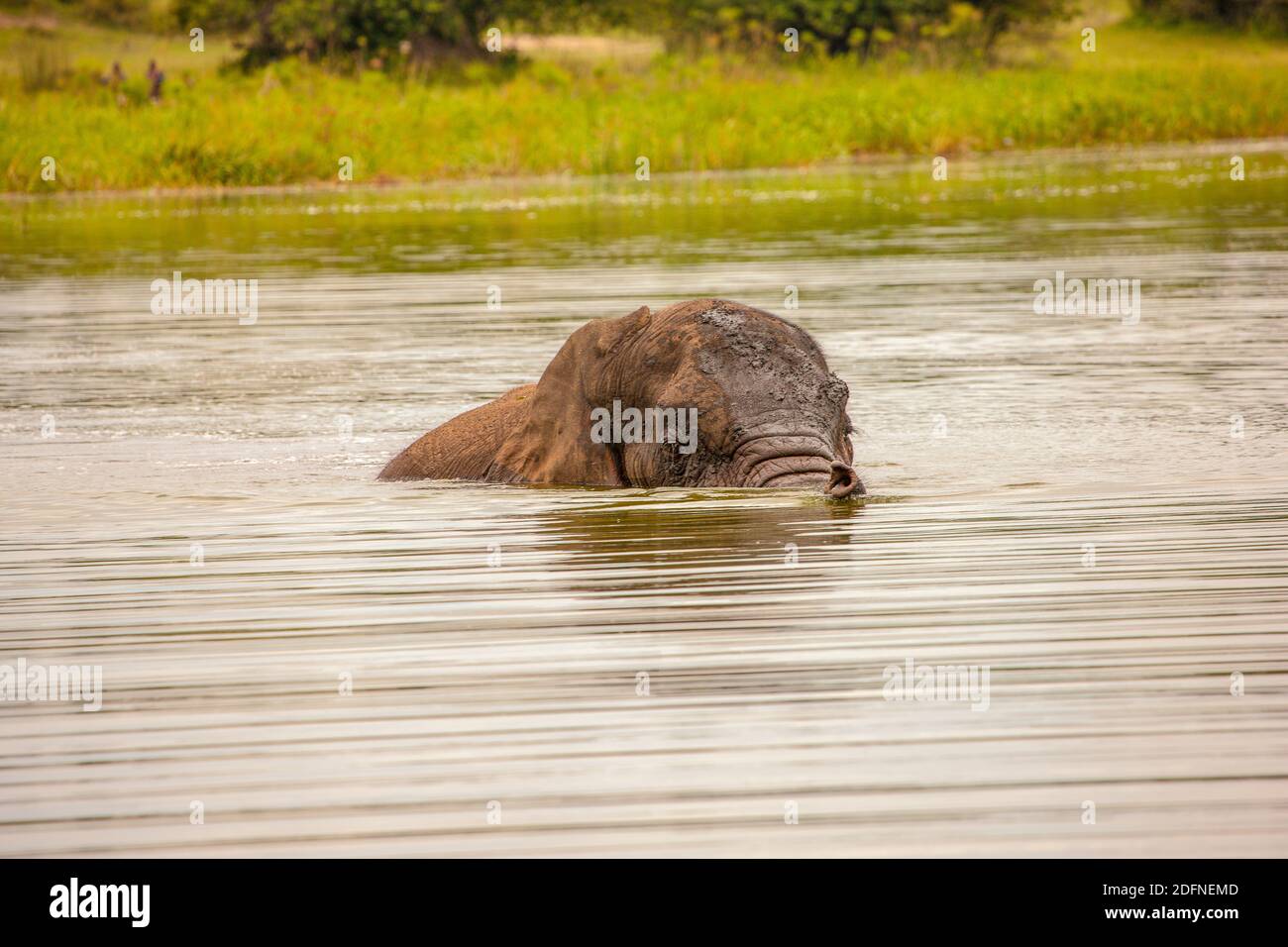 Old Elephant Bull munching shoreline grass at Lake Akagera aka Lake Hago, East Rwanda, Africa Stock Photo