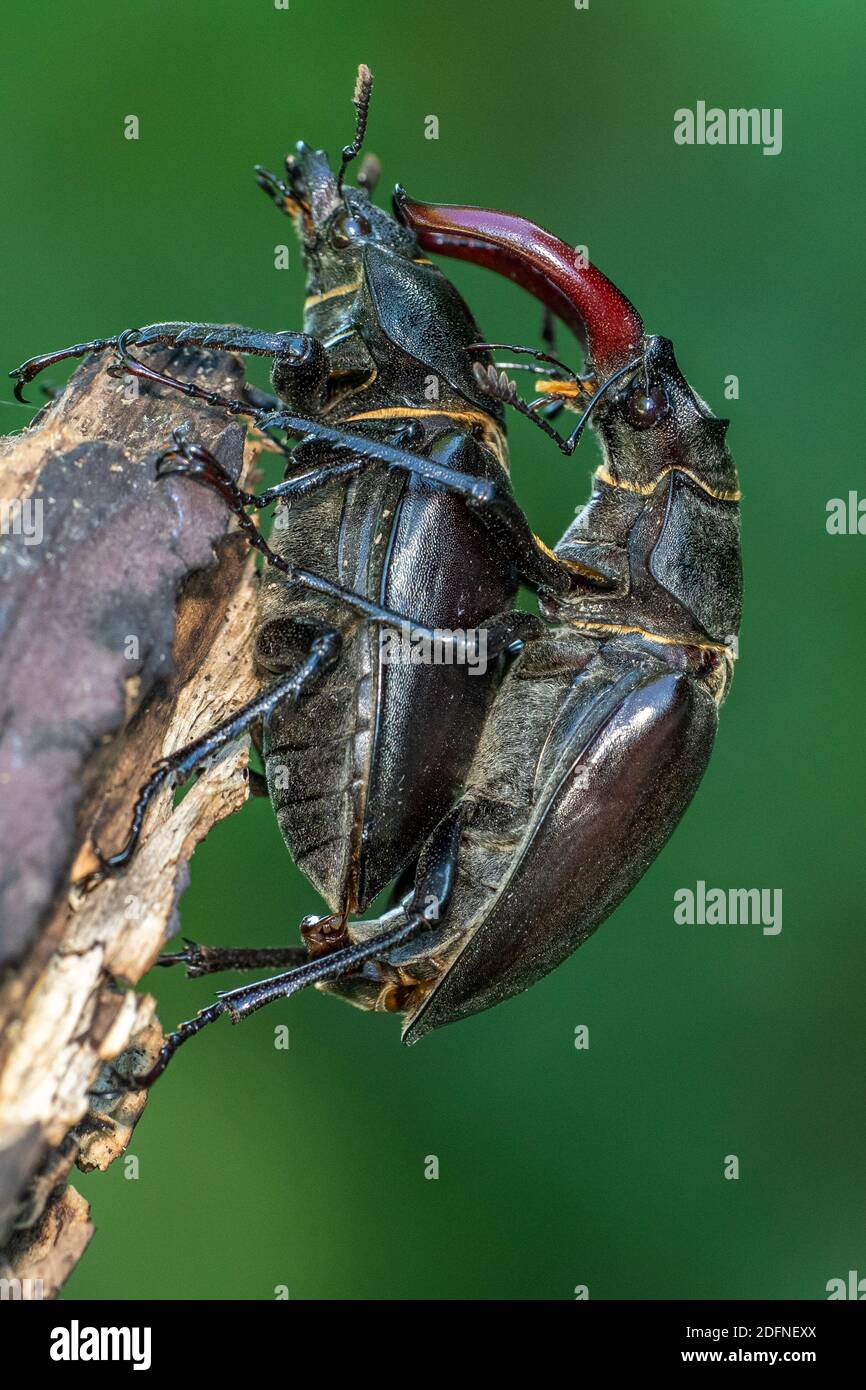 Hirschkäfer (Lucanus cervus) Paarung Stock Photo