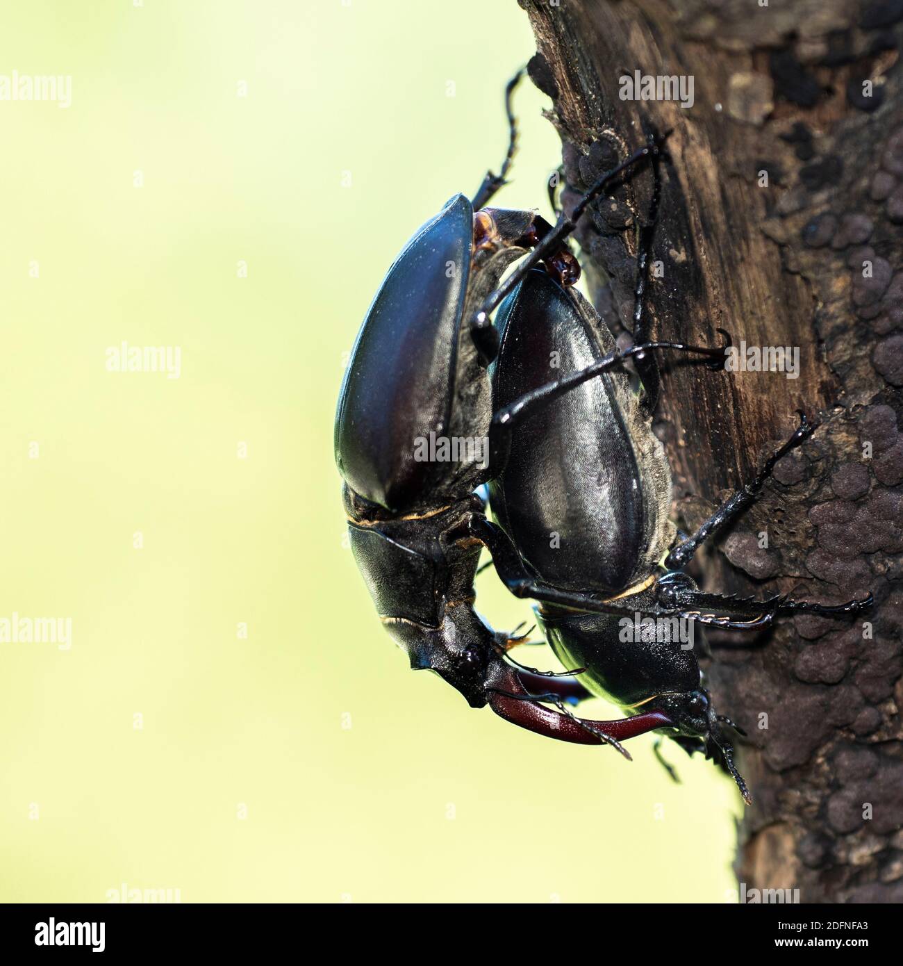 Hirschkäfer (Lucanus cervus) Paarung Stock Photo