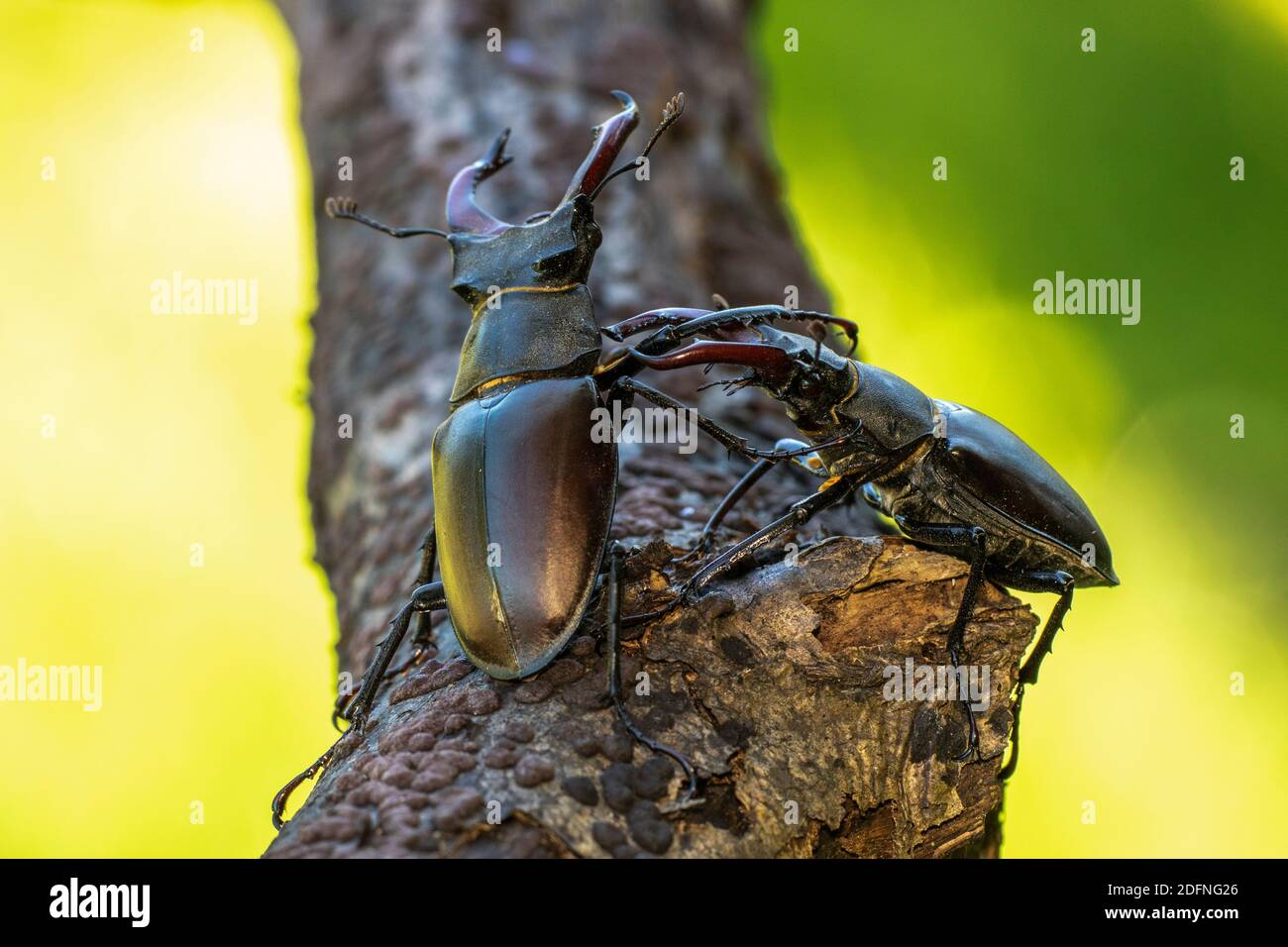 Hirschkäfer (Lucanus cervus) Männchen, Drohgebärden Stock Photo