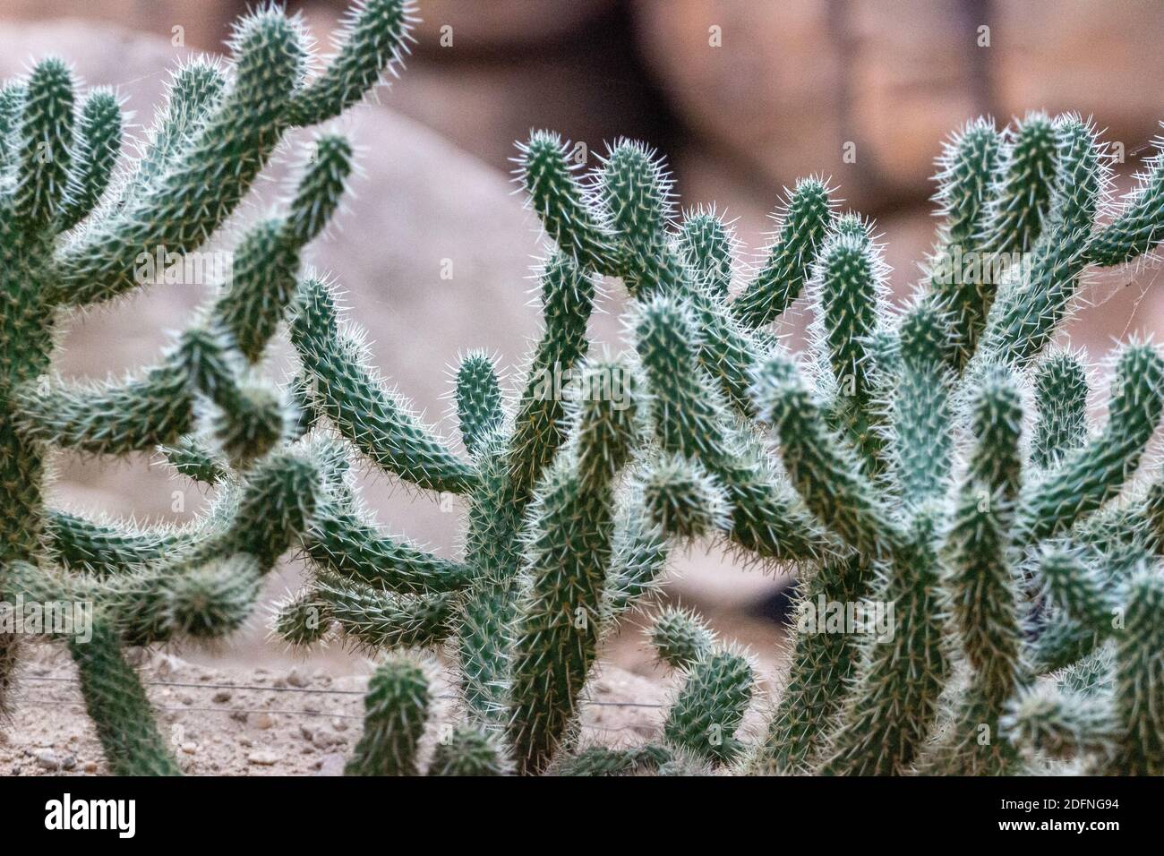 Cactus in desert style area,Burger Zoo,Netherlands Stock Photo