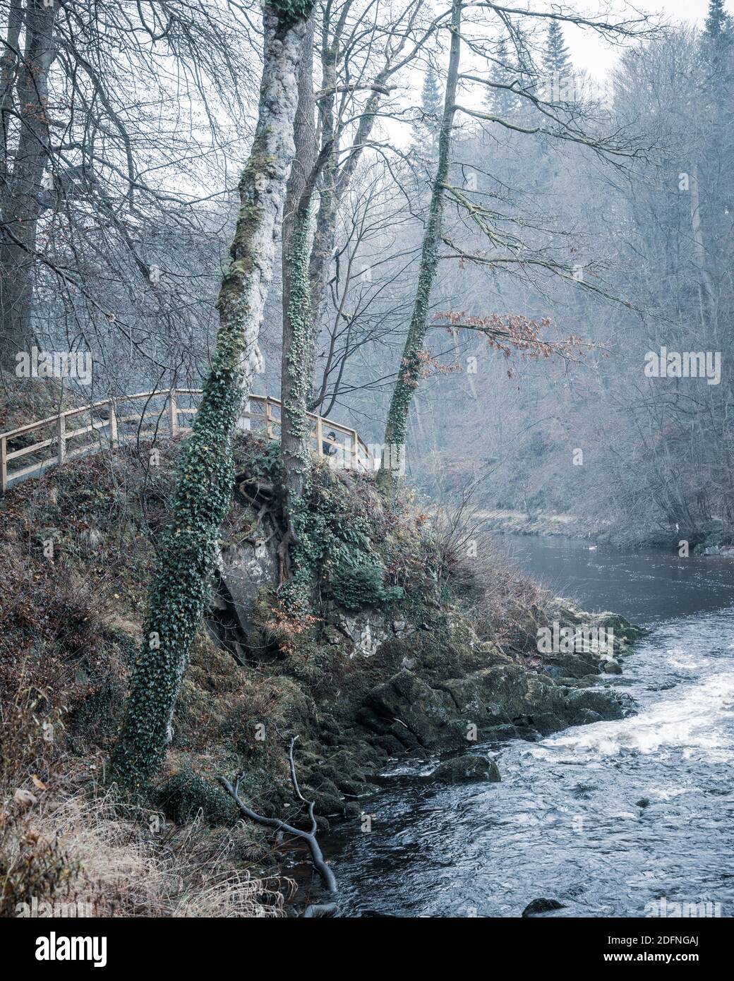 Trees on the River Wharfe, Bolton Abbey, North Yorkshire Stock Photo