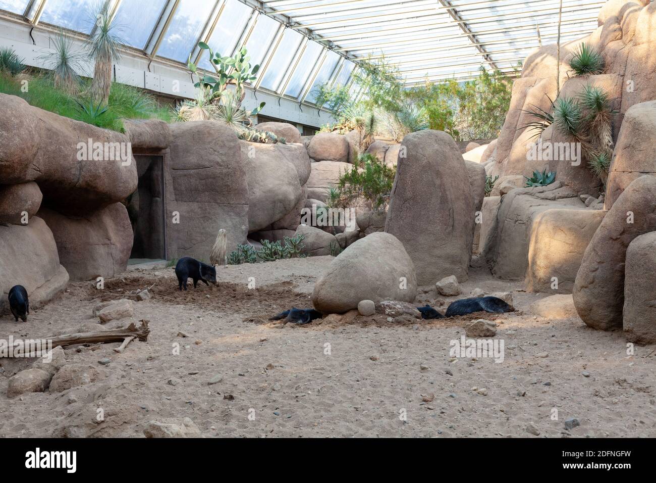 Tapir family in Burger Zoo ,Netherlands Stock Photo - Alamy